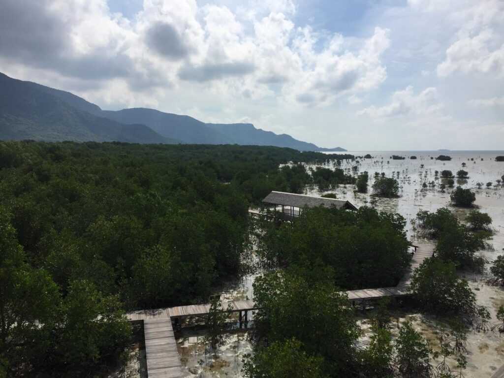 Keunikan Hutan Mangrove Karimunjawa Sebagai Objek Wisata Edukasi (8)