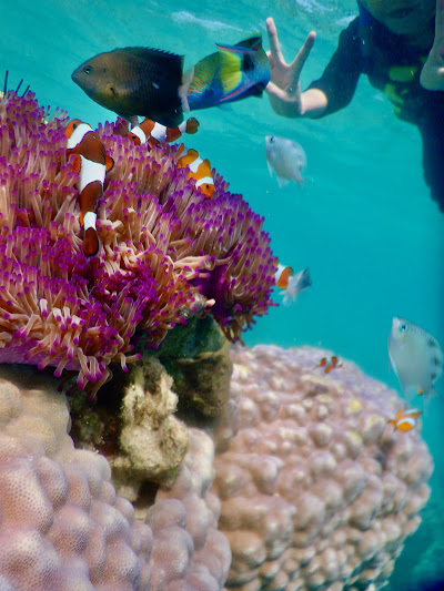 Snorkeling Di Pulau Menjangan Kecil