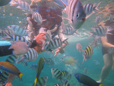 Snorkeling Di Pulau Menjangan Kecil7