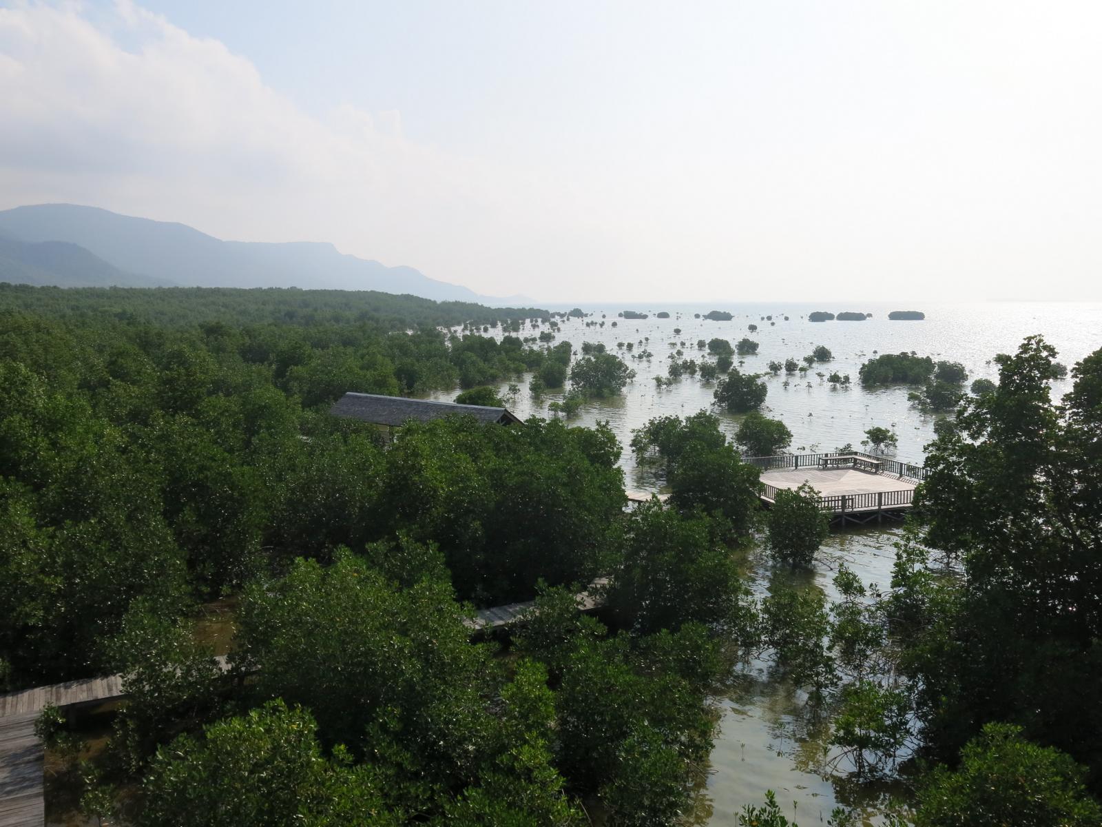 Tour mangrove Karimunjawa